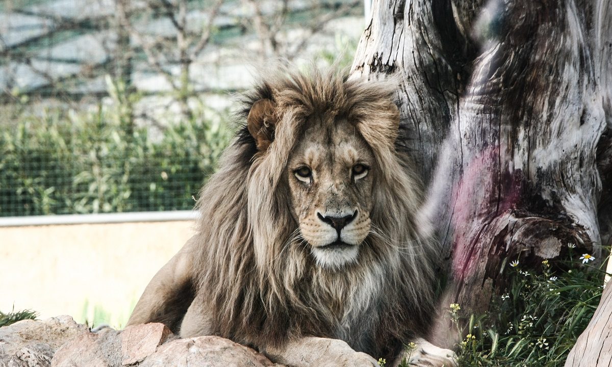 Το πιο επικίνδυνο ζώο στη Γη δεν είναι ούτε ο καρχαριάς, ούτε το λιοντάρι, ούτε το φίδι