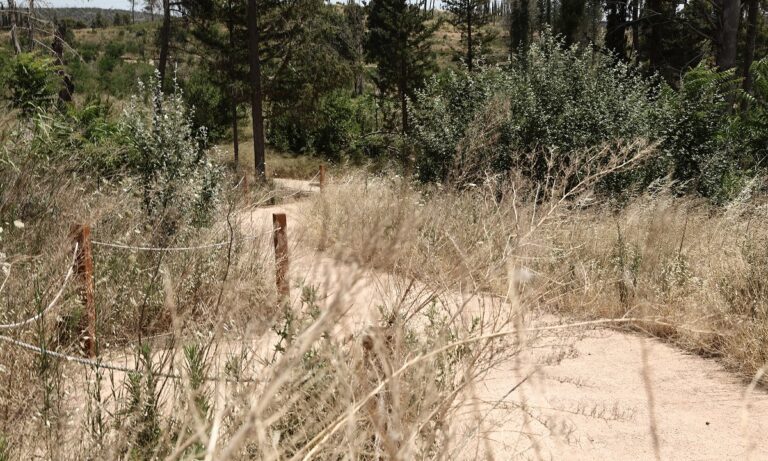 Γιατί οι άνθρωποι τρώνε χόρτα ενώ θα μπορούσαν να φάνε κρέας