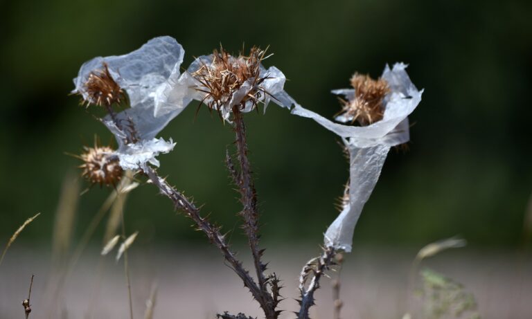 Τα πιο επικίνδυνα αγκάθια στον κόσμο μπορούν να προκαλέσουν φλεγμονές και μολύνσεις