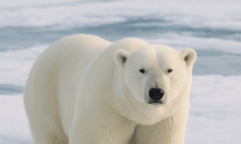 Αυτή είναι η πιο επικίνδυνη αρκούδα στον κόσμο – Μπορεί να φάει άνθρωπο