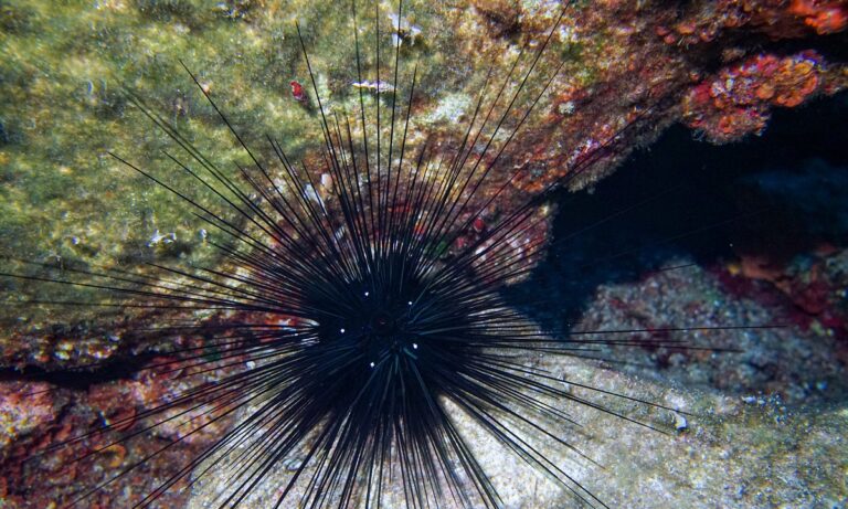 Τα αγκάθια του αχινού έχουν τοξίνες και μπορούν να προκαλέσουν νευρολογικές αντιδράσεις