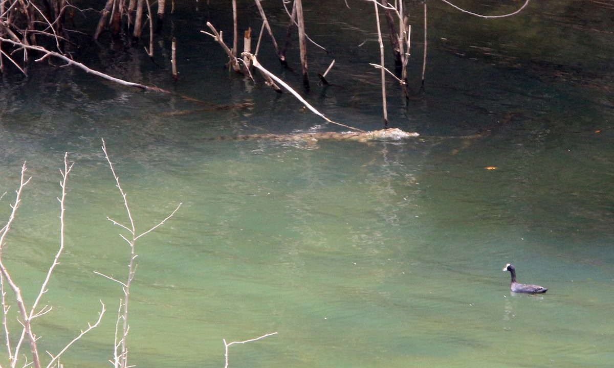 Ο κροκόδειλος μπορεί να ξεχάσει να φάει ακόμα και για 6 μήνες!