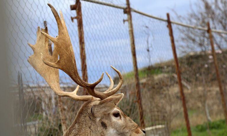 Γιατί τα ελάφια έχουν κέρατα