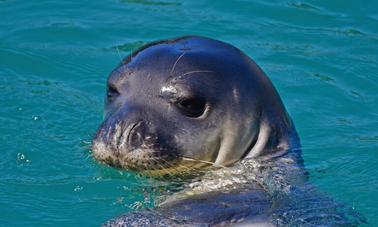 Γιατί οι φώκιες χτυπούν τις κοιλιές τους