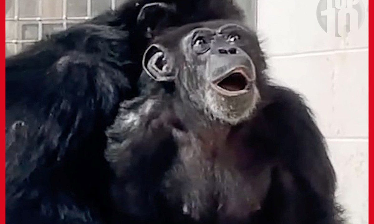 Η στιγμή που μια χιμπατζής βλέπει για πρώτη φορά τον ουρανό μετά από 29 χρόνια αιχμαλωσίας