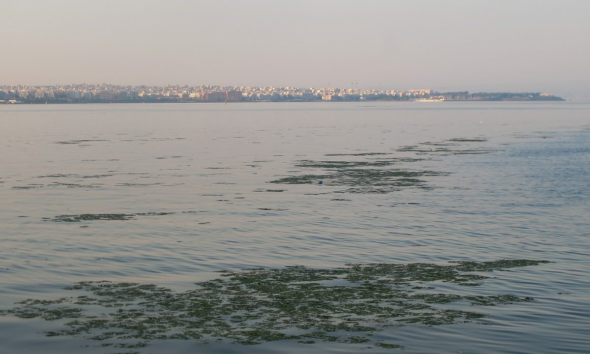 Γιατί τρώγονται τα φύκια