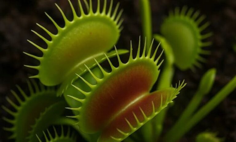 Το λουλούδι που παγιδεύει τα έντομα μέσα του και τα τρώει