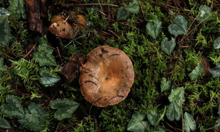 Το πιο επικίνδυνο μανιτάρι στον κόσμο μπορεί να προκαλέσει ηπατική ανεπάρκεια και θάνατο – Είναι και στην Ελλάδα, δεν υπάρχει θεράπεια