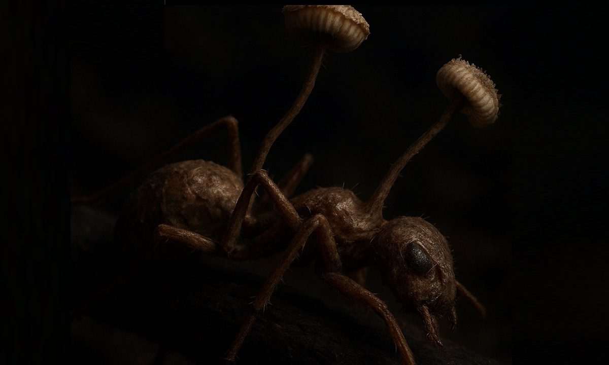 Το μανιτάρι που παίρνει τον έλεγχο του μυαλού και σκοτώνει με απόλυτη ακρίβεια. Αν είσαι όμως μυρμήγκι.