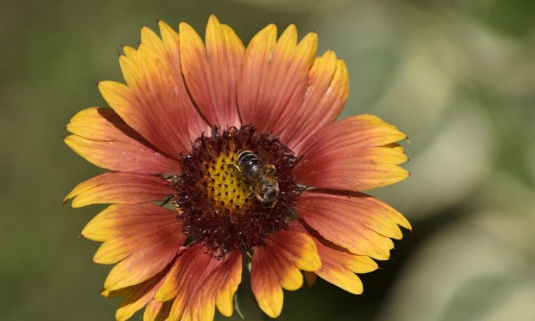 Οι απίθανοι λόγοι που οι μέλισσες τρώνε αλάτι!