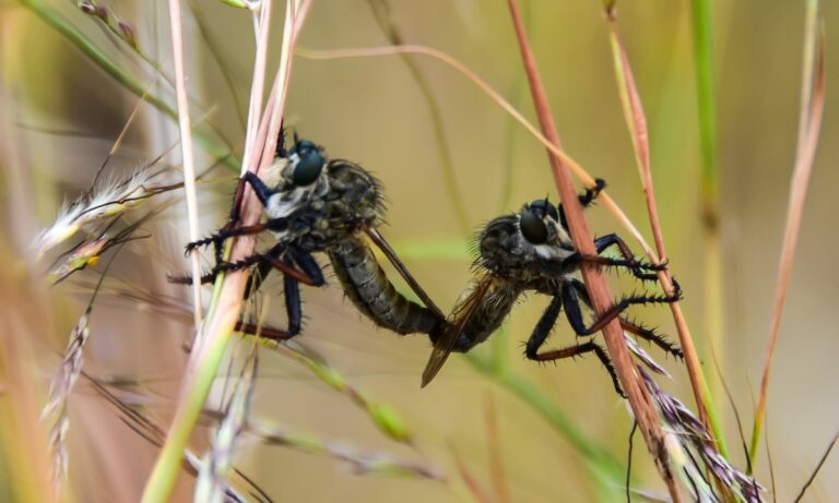 Η πιο επικίνδυνη μύγα στον κόσμο μπορεί να δημιουργήσει νευρολογικά προβλήματα στον ανθρώπινο εγκέφαλο