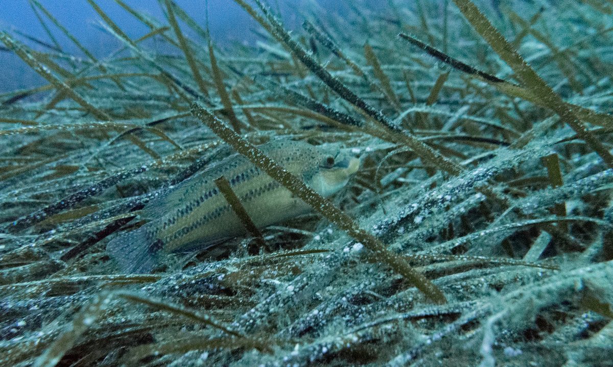 Αυτά είναι τα ψάρια που τρώνε άλλα ψάρια! Γίνεται σφαγή στο βυθό