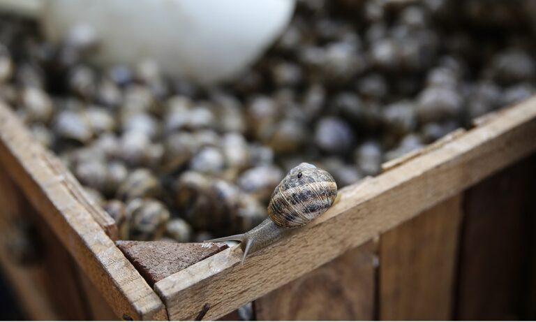 Πώς ξεκίνησαν οι Έλληνες να τρώνε σαλιγκάρια;
