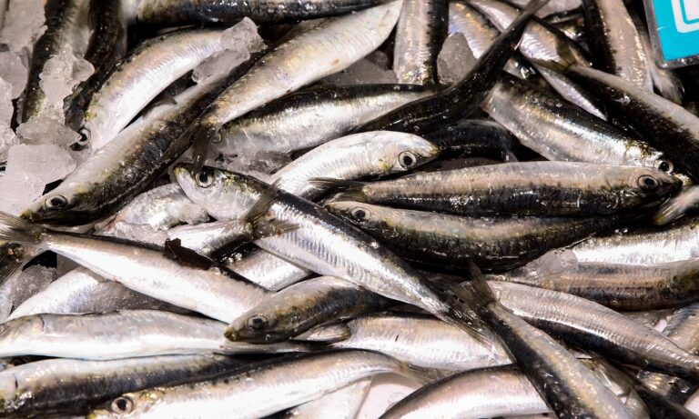Αυτές είναι οι σημαντικές διαφορές ανάμεσα στη λακέρδα και τη σαρδέλα – Κι όμως, δεν είναι ψάρια και τα δύο