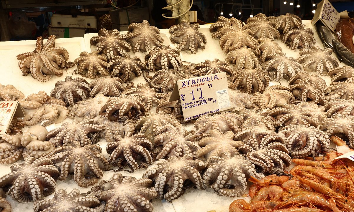 Το χταπόδι αν αισθανθεί απειλή μπορεί να δαγκώσει με δηλητήριο που έχει νευροτοξίνες