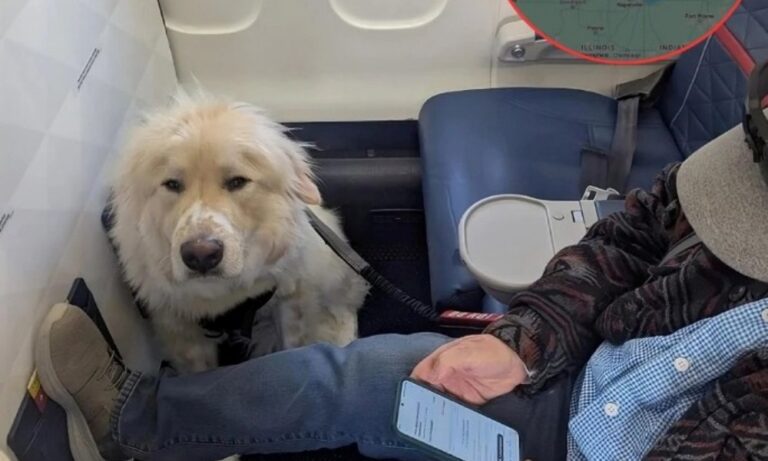 Τους καθυστέρησε 2,5 ώρες – αλλά κανείς δεν παραπονέθηκε! Το αεροπλάνο άλλαξε πορεία για να σωθεί… ένας σκύλος