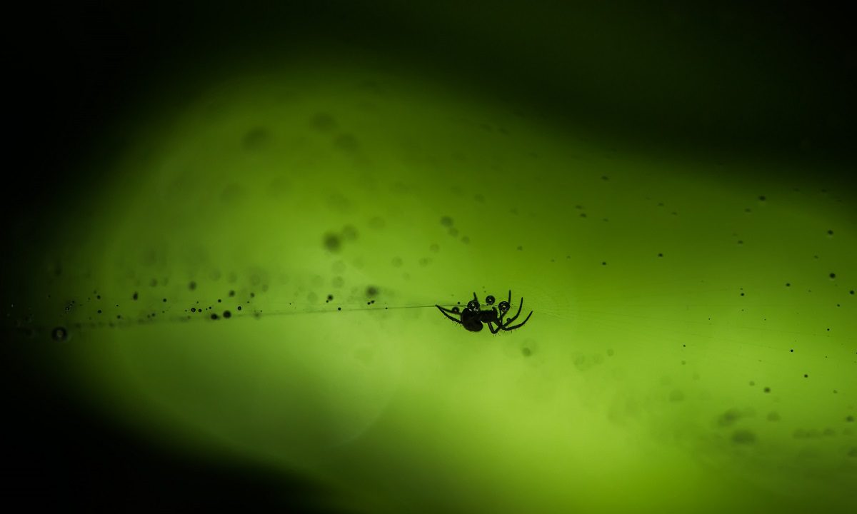 Η πιο επικίνδυνη αράχνη στον κόσμο δεν είναι η Μαύρη Χήρα – Είναι αυτή που το δηλητήριο της είναι νευροτοξικό και μπορεί να προκαλέσει θάνατο