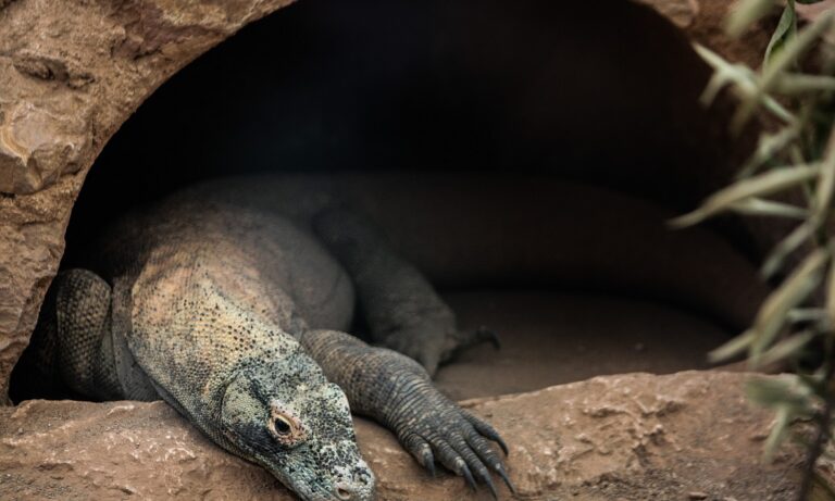 Η πιο μεγάλη σαύρα στον κόσμο δαγκώνει με τοξικό σάλιο από βακτήρια και μπορεί να φάει ελάφια και αγριογούρουνα