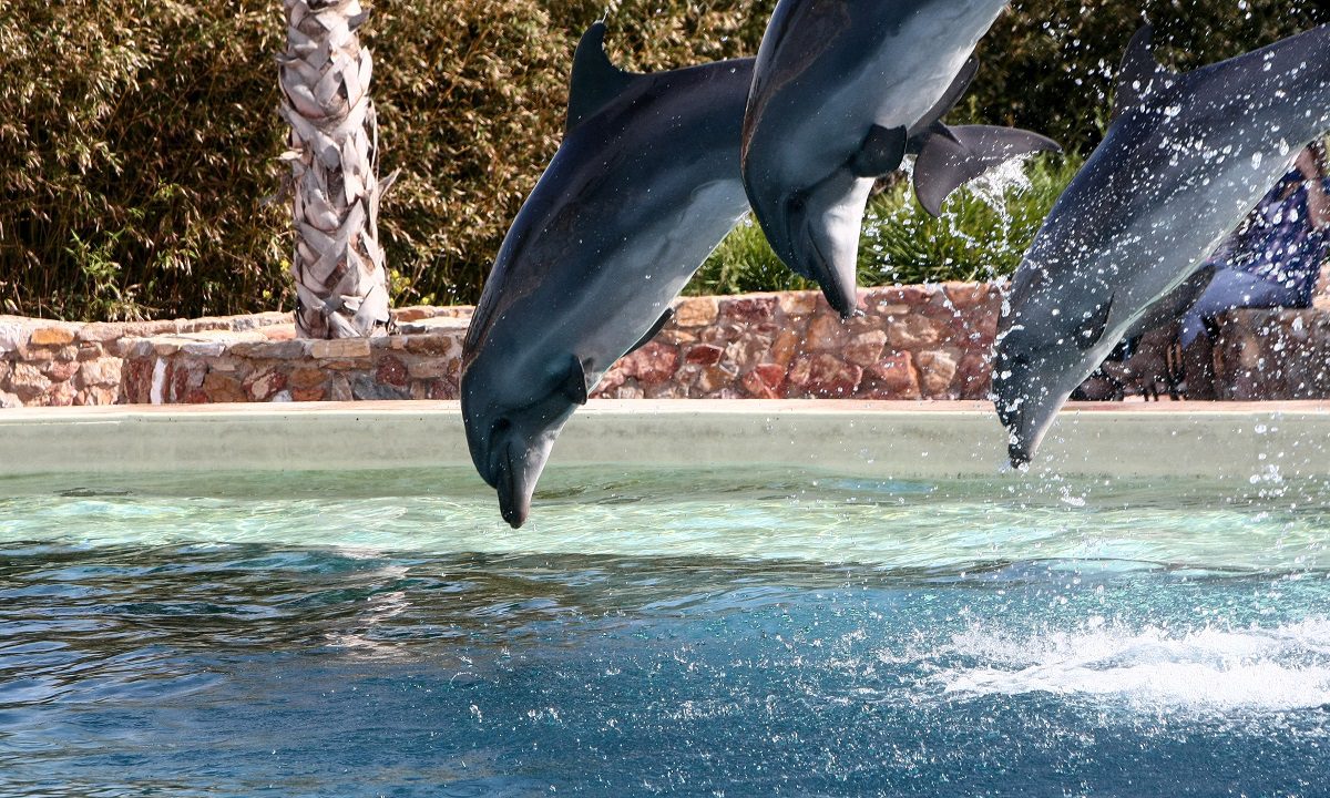Το πιο έξυπνο ζώο μετά τον άνθρωπο βρίσκεται στη θάλασσα