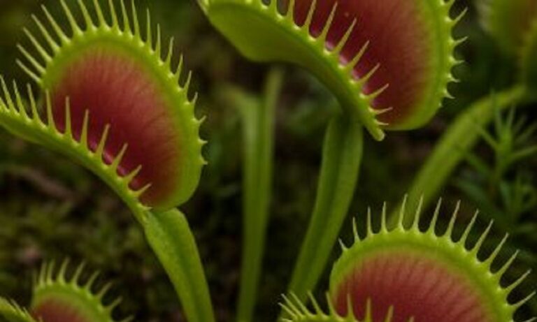 Το επικίνδυνο φυτό που τα φύλλα του λέγονται παγίδες αρκούδας και μπορεί να σκοτώσει όποιον το πλησιάζει