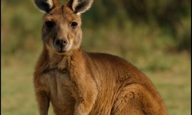 Αυτά φοβάται πιο πολύ ένα καγκουρό