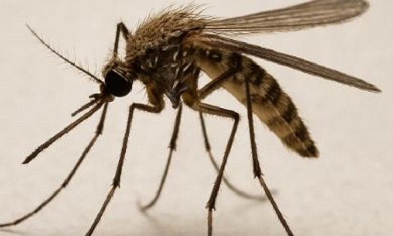 Αυτό είναι το κουνούπι που μεταδίδει το παράσιτο που προκαλεί την ελονοσία