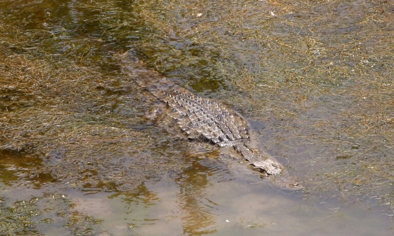 Ο πιο τρομακτικός κροκόδειλος στον κόσμο έχει φάει 200 με 300 ανθρώπους και έχει και όνομα