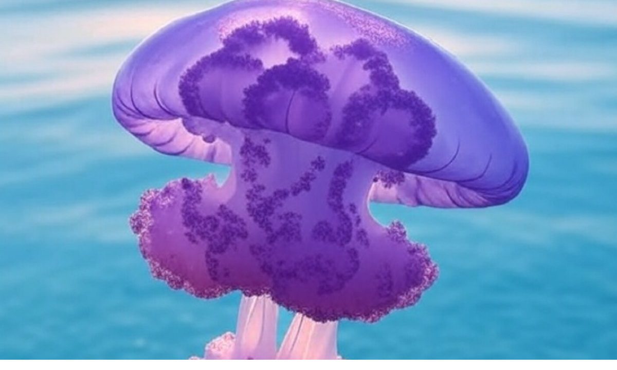 Μοβ μέδουσες στην Αττική: Συναγερμός στις ακτές