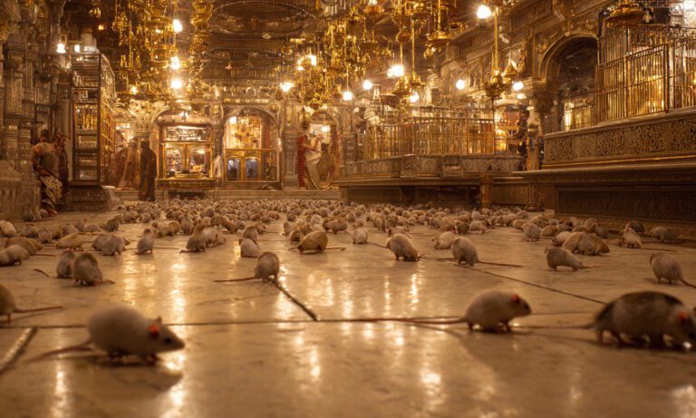 Ζουν με 20.000 αρουραίους, τους λατρεύουν σαν θεούς και αν σκοτώσεις έναν, πληρώνεις με χρυσό