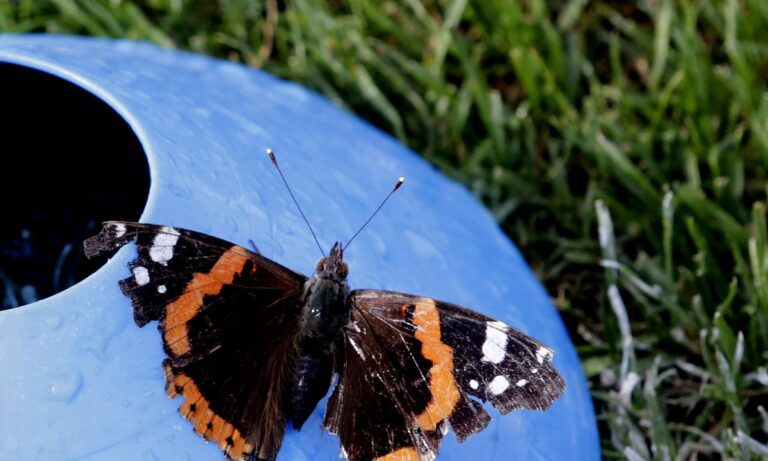 Υπάρχουν πέντε πεταλούδες που είναι επικίνδυνες για όσους τις κυνηγήσουν