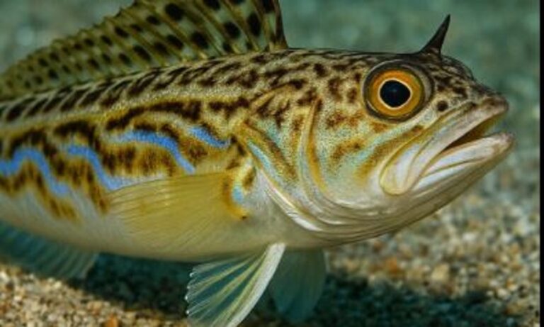 Το ψάρι που είναι στις Ελληνικές θάλασσες και αν τσιμπήσει μπορεί να προκαλέσει οίδημα και λιποθυμία