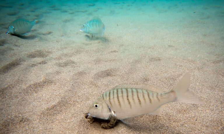 Το ψάρι που δεν έχει στομάχι και πρέπει να τρώει συνεχώς