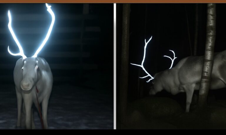 Η Φινλανδία «έβαψε» τα ελάφια για να τα σώσει – Η απίστευτη ιδέα που τα προστατεύει τη νύχτα!