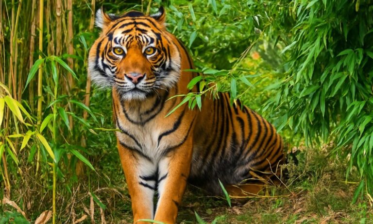 Αυτό είναι το πιο εκδικητικό ζώο στον πλανήτη!