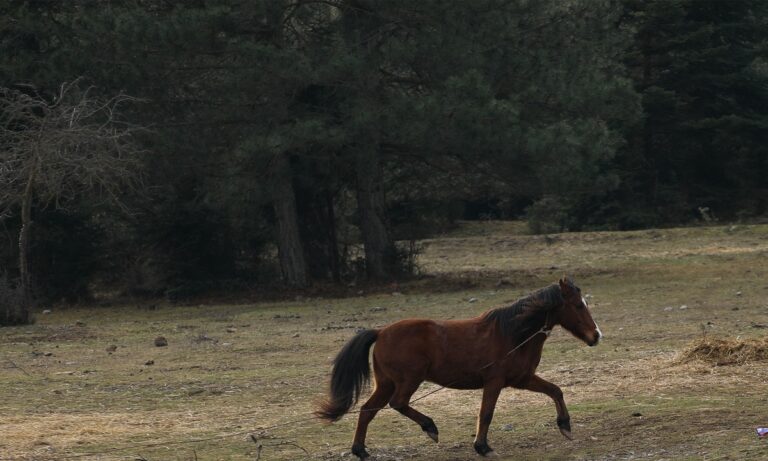 Γιατί τα άλογα κλωτσούν με τα πίσω πόδια