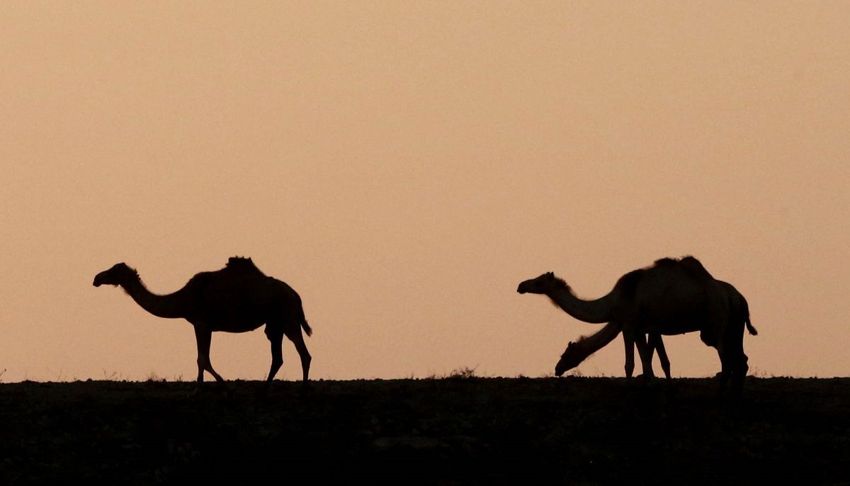 Είναι απίστευτο πόσες μέρες μπορεί η καμήλα να μην πιει νερό