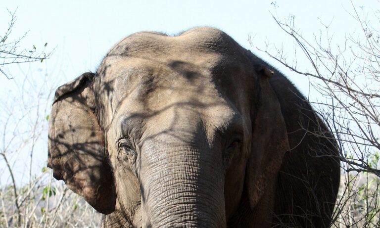 Ο μεγαλύτερος ελέφαντας που καταγράφηκε ποτέ ήταν ένα… τέρας της φύσης με ύψος 4 μέτρα και βάρος 11 τόνους