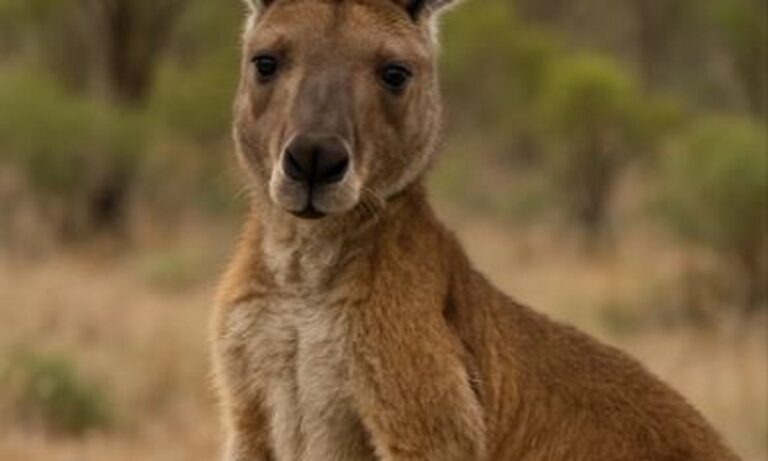 Γιατί είναι εχθρικά τα καγκουρό