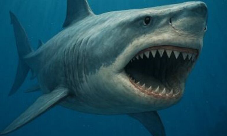 Ο μεγαλύτερος καρχαρίας που έχει ζήσει ποτέ ήταν ένα τέρας της φύσης, έτρωγε φάλαινες και έφτανε τα 20 μέτρα