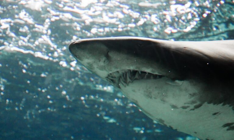 Ο καρχαρίας, που επιτέθηκε στον παγκόσμιο πρωταθλητή του σερφ σε ζωντανή μετάδοση