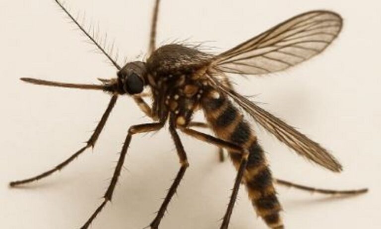 Αυτό είναι το πιο επικίνδυνο κουνούπι στον κόσμο, ευθύνεται για 600.000 θανάτους τον χρόνο