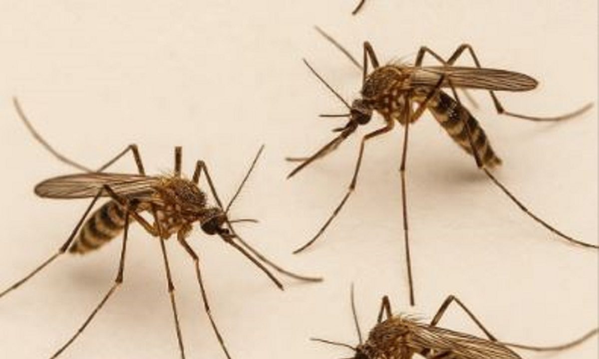 Η μοναδική χώρα στον κόσμο που δεν έχει κουνούπια