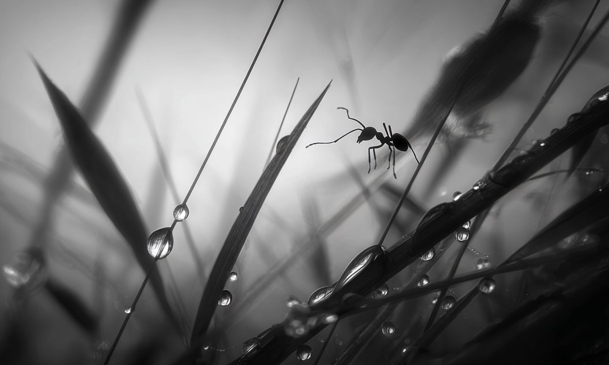 Πώς θα βλέπουμε τον κόσμο αν γίνουμε μικροί στο μέγεθος ενός μυρμηγκιού; Δεν θα τα βλέπουμε απλά όλα πιο μεγάλα, θα υπάρχουν και άλλες διαφορές