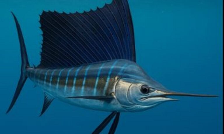 Αυτό είναι το πιο γρήγορο ψάρι, μπορεί να φτάσει μέχρι και τα 110 χιλιόμετρα την ώρα