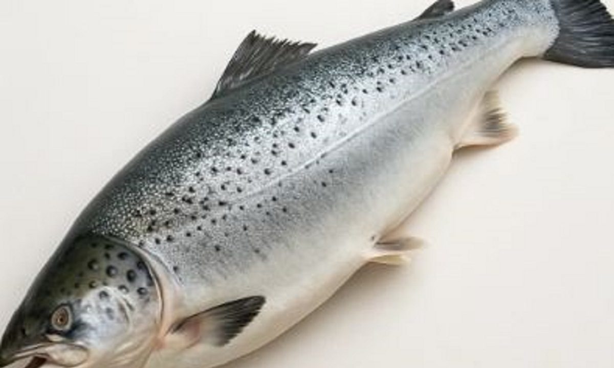 Ψάρια που δεν έχουν κόκαλα