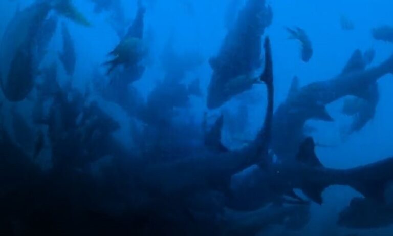 All the Sharks: Τα μεγάλα ονόματα του χρήματος επιστρέφουν