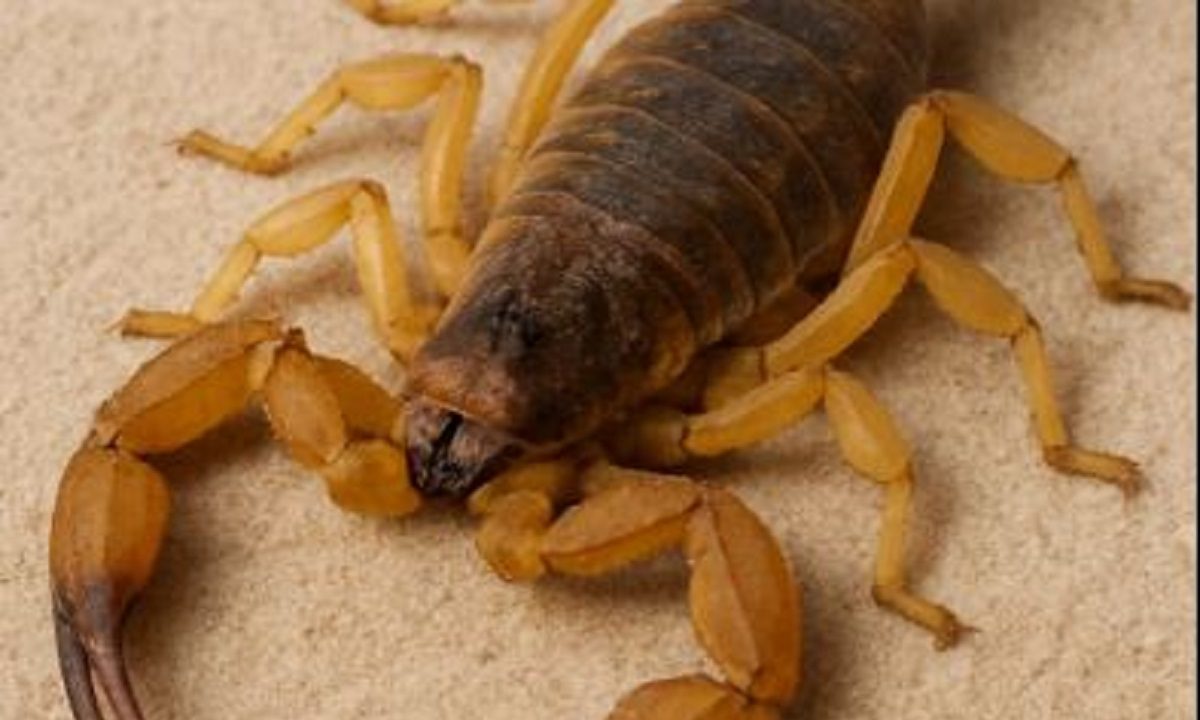Ο πιο επικίνδυνος σκορπιός στην Ελλάδα έχει δηλητήριο με νευροτοξίνες