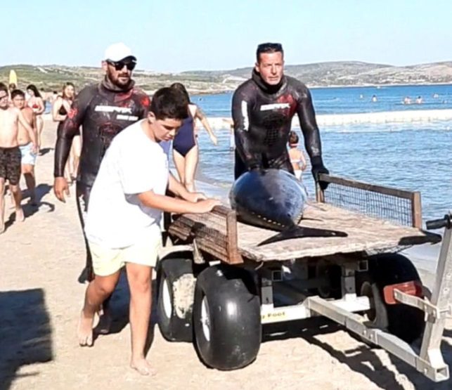 Δεν είναι σκηνή από ταινία - Έβγαλε τόνο - γίγαντα στη Σμύρνη