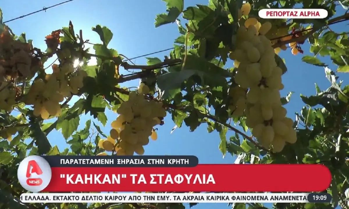 Καταστροφή στην Κρήτη: Η ξηρασία έκαψε τα σταφύλια