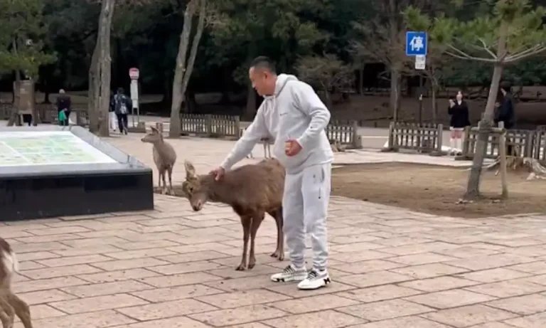 Τουρίστες δέρνουν ελάφια στην Ιαπωνία και προκαλούν αντιδράσεις